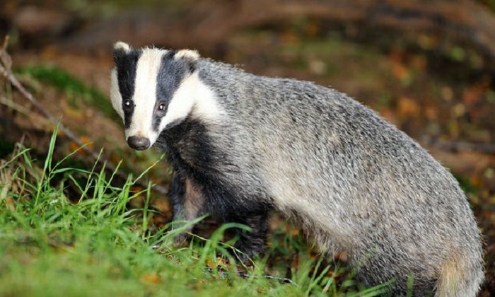 Badger cull kills more than 10,000 animals in three months 